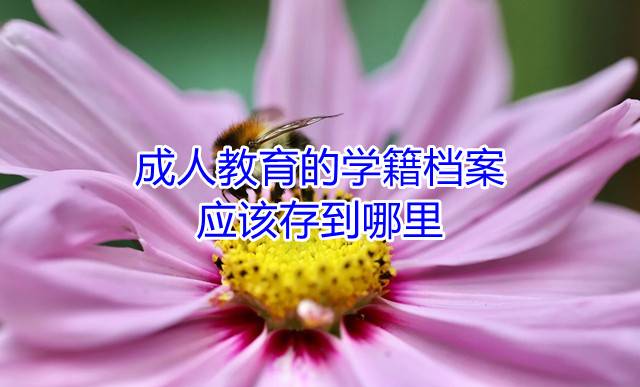 成人教育的学籍档案应该存到哪里