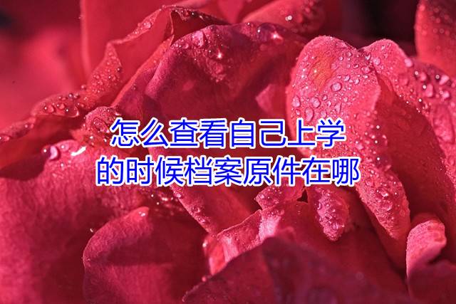 怎么查看自己上学的时候档案原件在哪