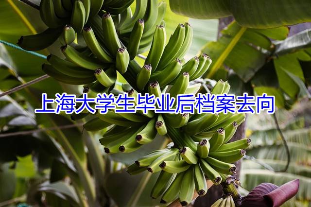 上海大学生毕业后档案去向