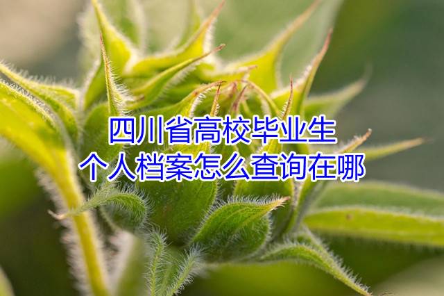四川省高校毕业生个人档案怎么查询在哪