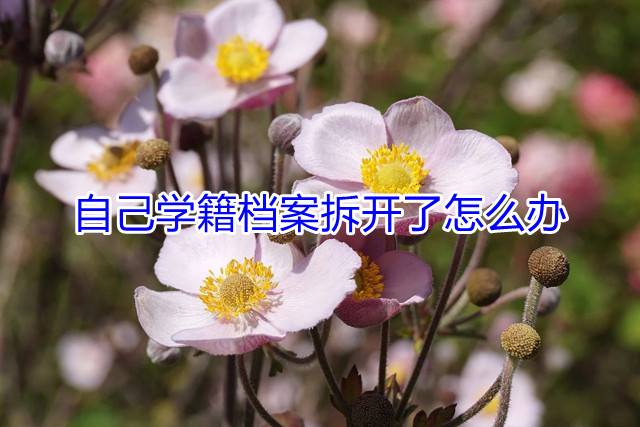 自己学籍档案拆开了怎么办