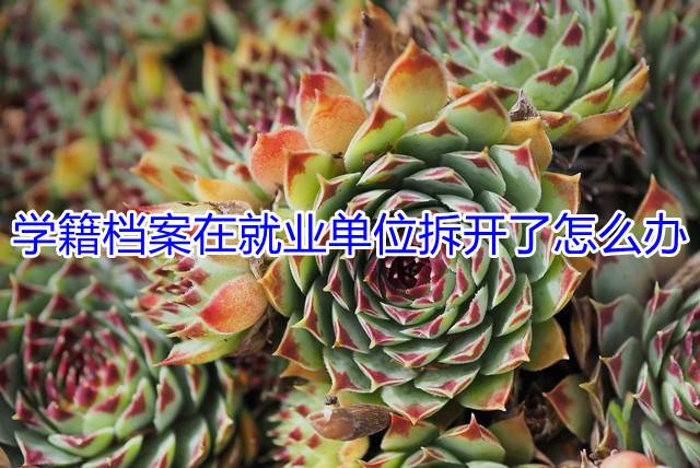 学籍档案在就业单位拆开了怎么办