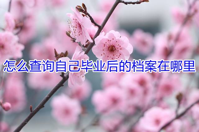 怎么查询自己毕业后的档案在哪里