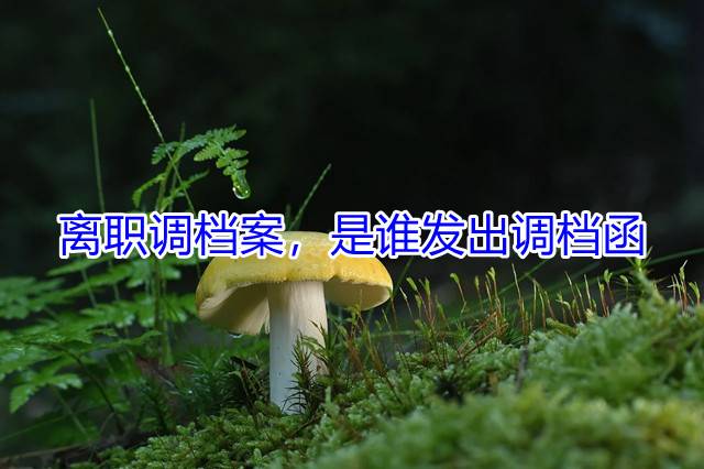离职调档案，是谁发出调档函