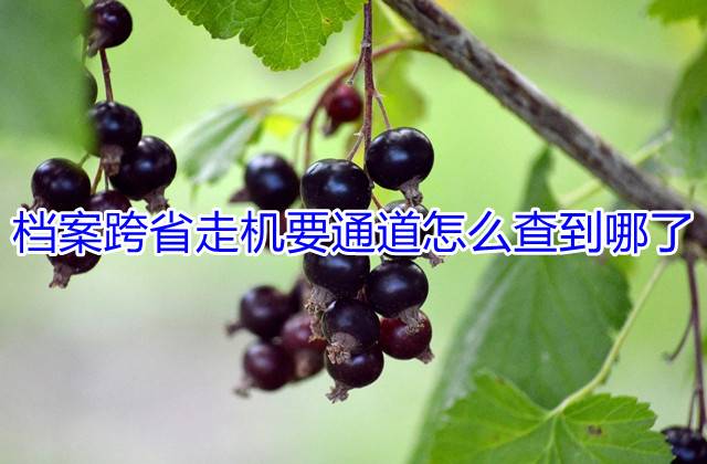 档案跨省走机要通道怎么查到哪了