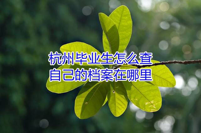 杭州毕业生怎么查自己的档案在哪里