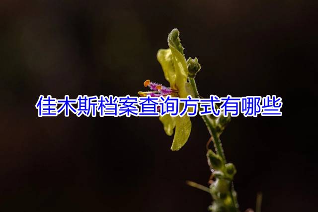佳木斯档案查询方式有哪些