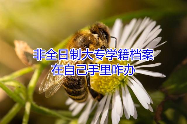 非全日制大专学籍档案在自己手里咋办