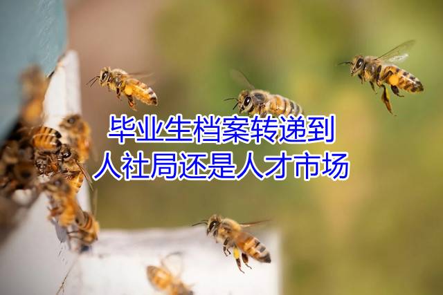 毕业生档案转递到人社局还是人才市场