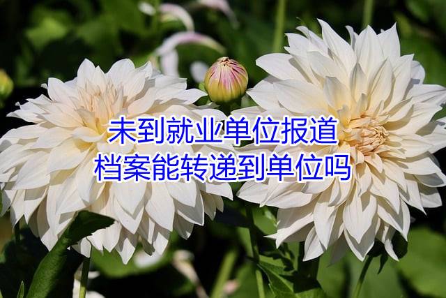 未到就业单位报道档案能转递到单位吗