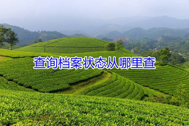 查询档案状态从哪里查