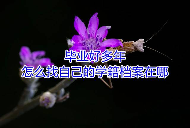 毕业好多年怎么找自己的学籍档案在哪