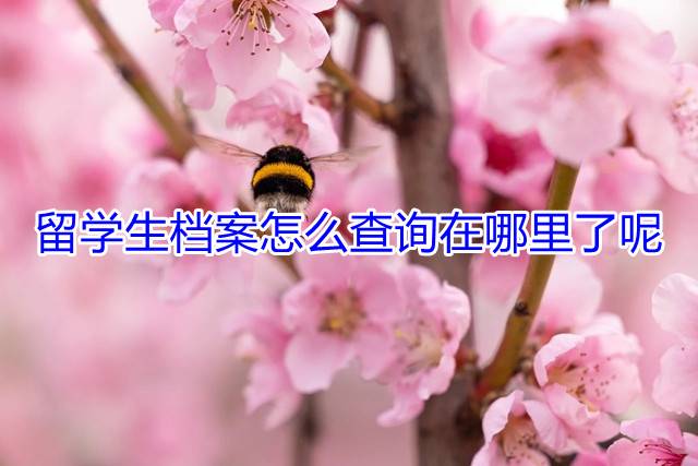留学生档案怎么查询在哪里了呢