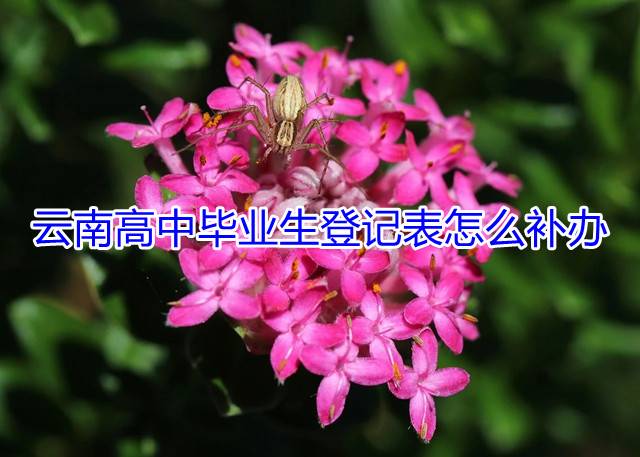 云南高中毕业生登记表怎么补办