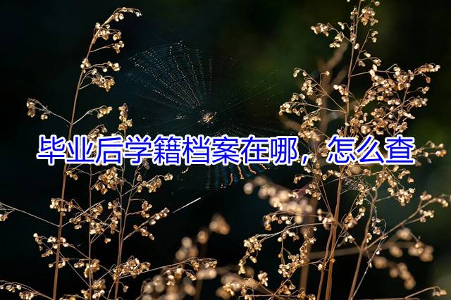 毕业后学籍档案在哪，怎么查