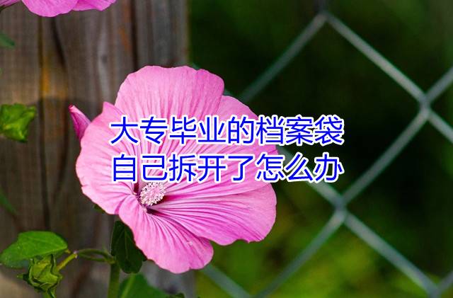 大专毕业的档案袋自己拆开了怎么办