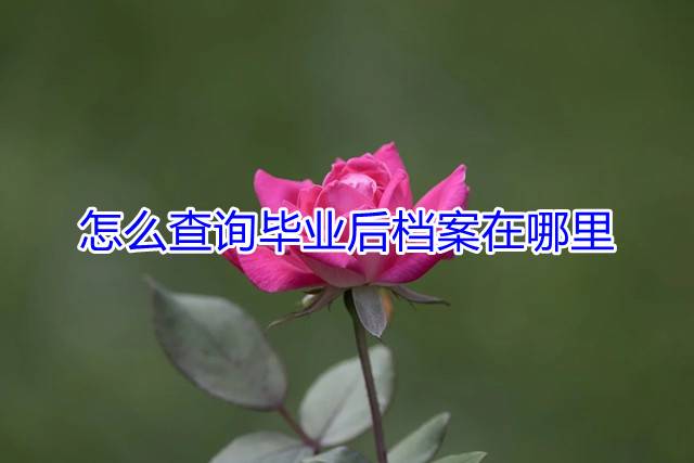 怎么查询毕业后档案在哪里