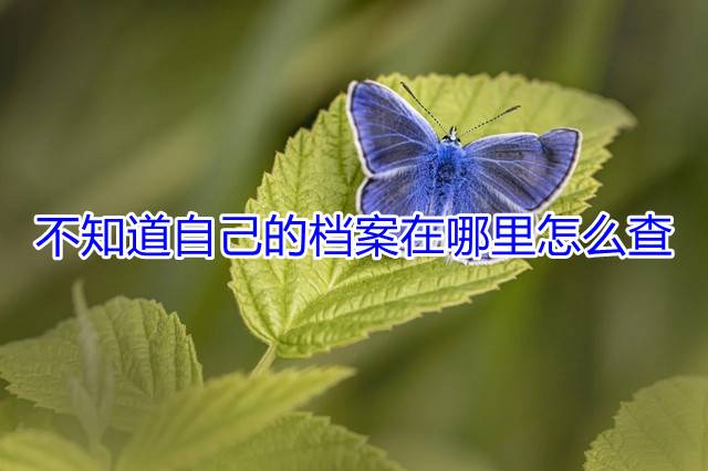 不知道自己的档案在哪里怎么查