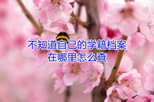 不知道自己的学籍档案在哪里怎么查