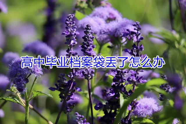 高中毕业档案袋丢了怎么办