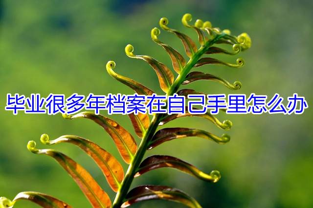 毕业很多年档案在自己手里怎么办