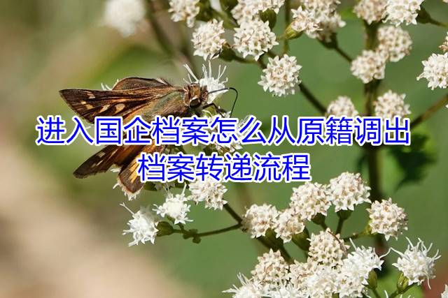 进入国企档案怎么从原籍调出，档案转递流程