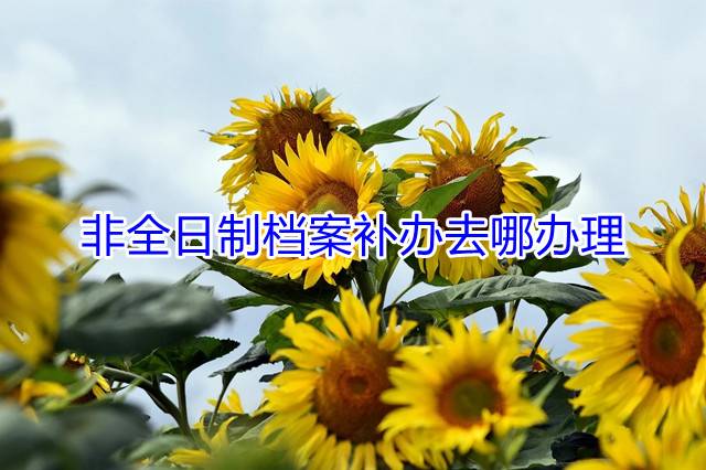 非全日制档案补办去哪办理