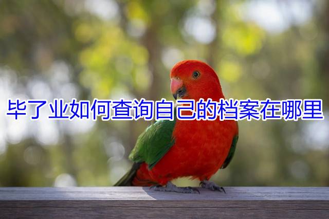 毕了业如何查询自己的档案在哪里