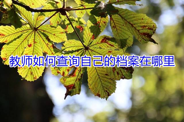 教师如何查询自己的档案在哪里