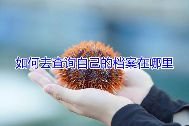 如何去查询自己的档案在哪里