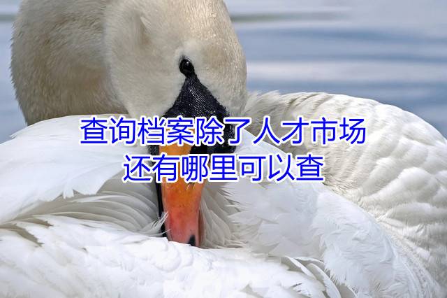 查询档案除了人才市场还有哪里可以查