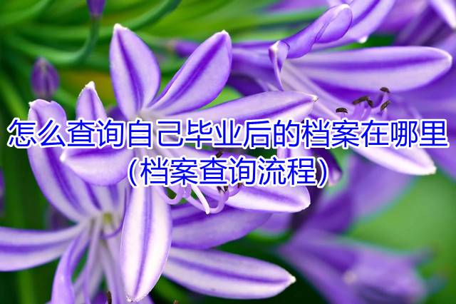 怎么查询自己毕业后的档案在哪里（档案查询流程）