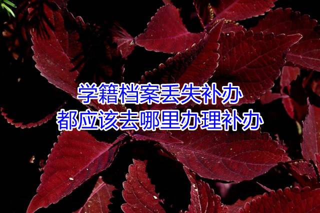 学籍档案丢失补办都应该去哪里办理补办