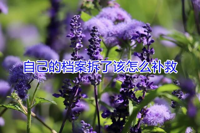 自己的档案拆了该怎么补救