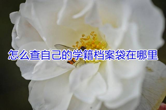 怎么查自己的学籍档案袋在哪里