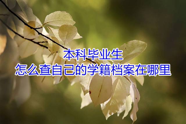本科毕业生怎么查自己的学籍档案在哪里