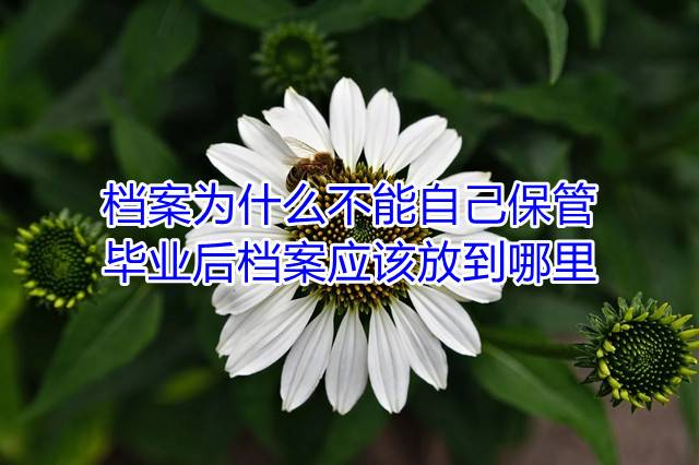 档案为什么不能自己保管，毕业后档案应该放到哪里