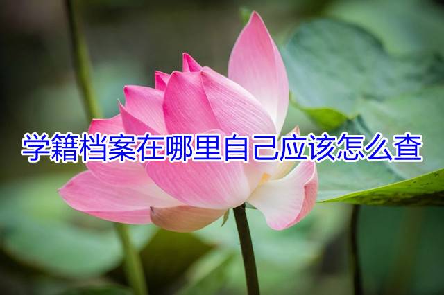 学籍档案在哪里自己应该怎么查