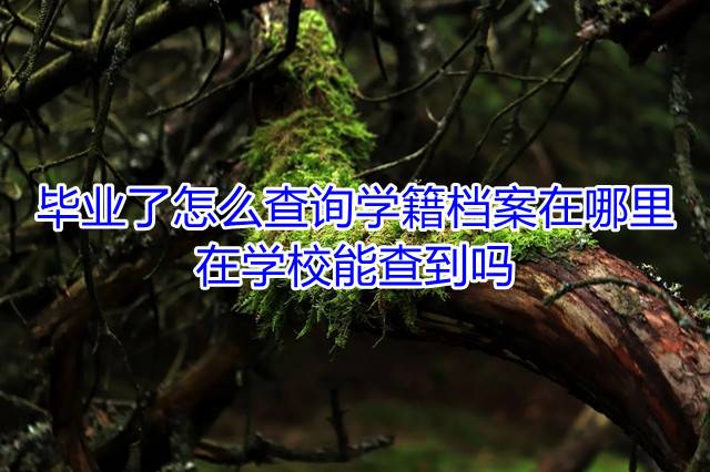 毕业了怎么查询学籍档案在哪里，在学校能查到吗
