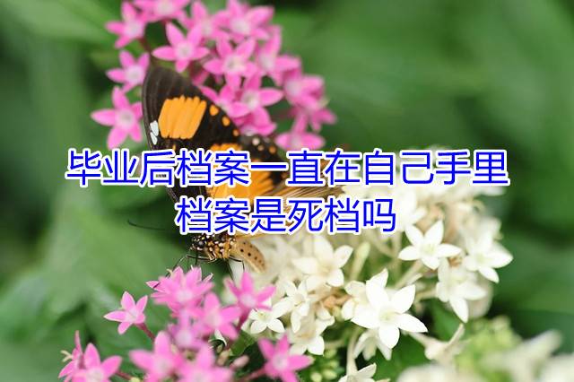 毕业后档案一直在自己手里，档案是死档吗