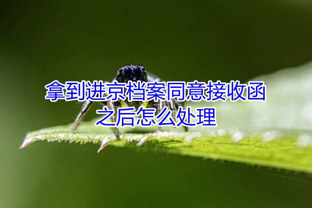 拿到进京档案同意接收函之后怎么处理