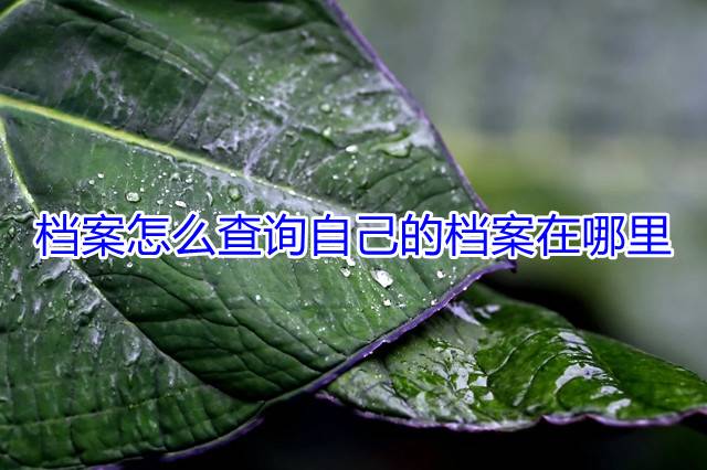 档案怎么查询自己的档案在哪里