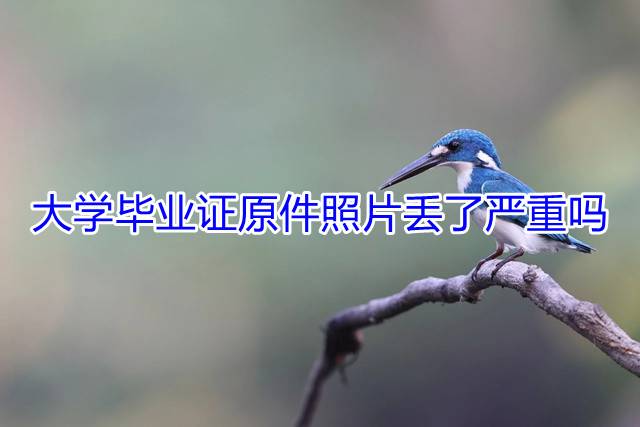 大学毕业证原件照片丢了严重吗
