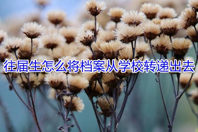往届生怎么将档案从学校转递出去