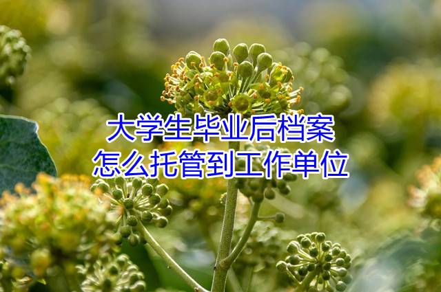 大学生毕业后档案怎么托管到工作单位