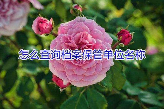 怎么查询档案保管单位名称