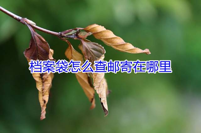 档案袋怎么查邮寄在哪里