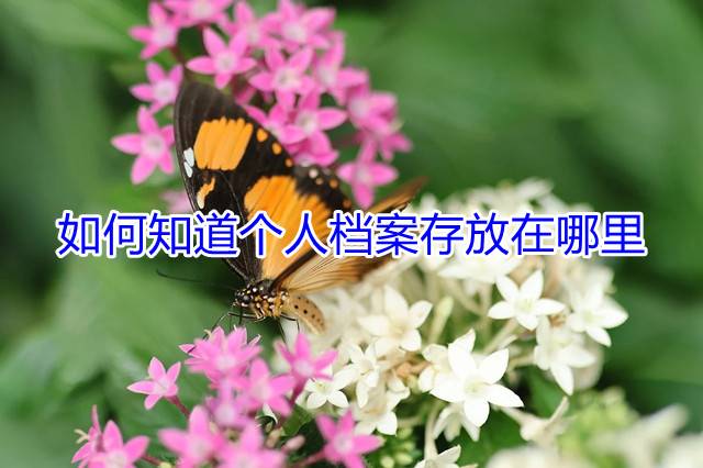 如何知道个人档案存放在哪里