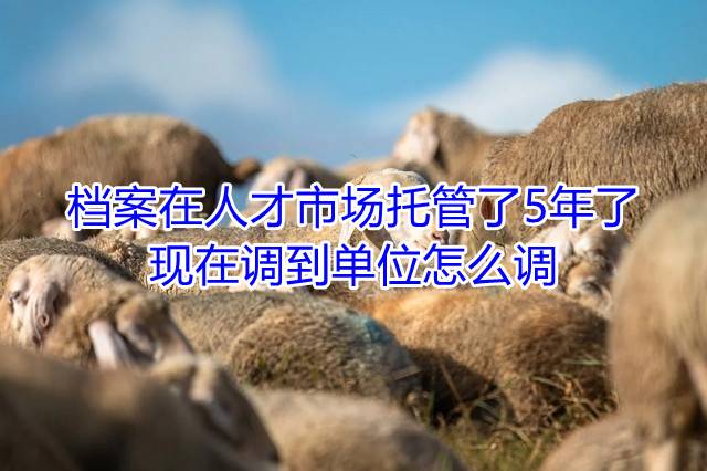 档案在人才市场托管了5年了，现在调到单位怎么调