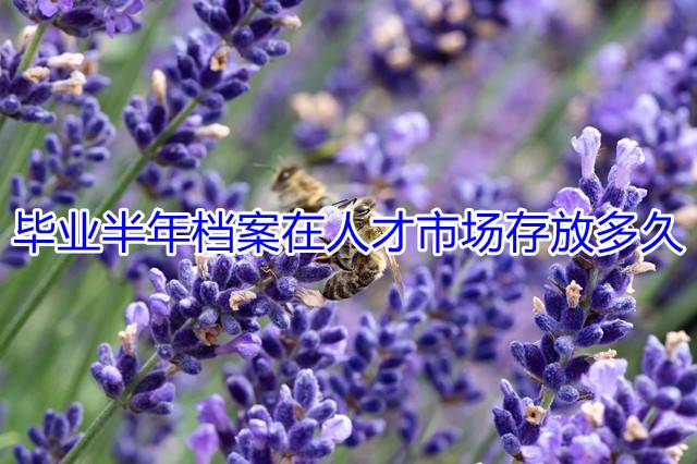 毕业半年档案在人才市场存放多久
